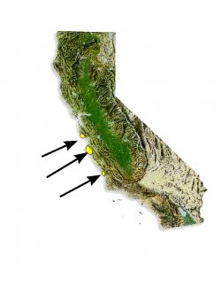 Distribution of Pinus radiata. 